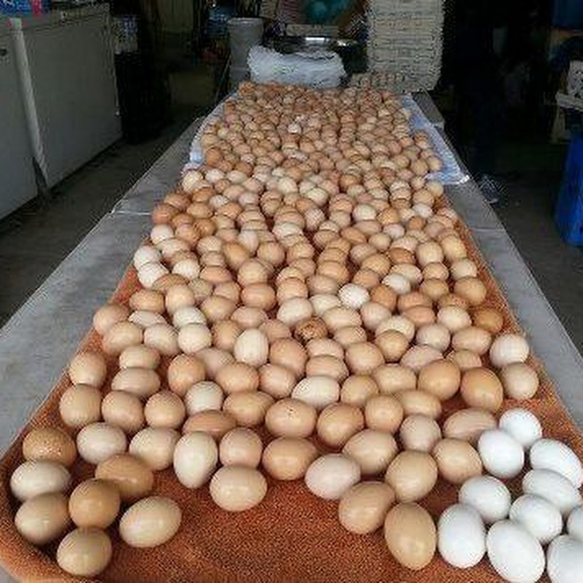 Свежие настольные яйца, белые и коричневые куриные яйца