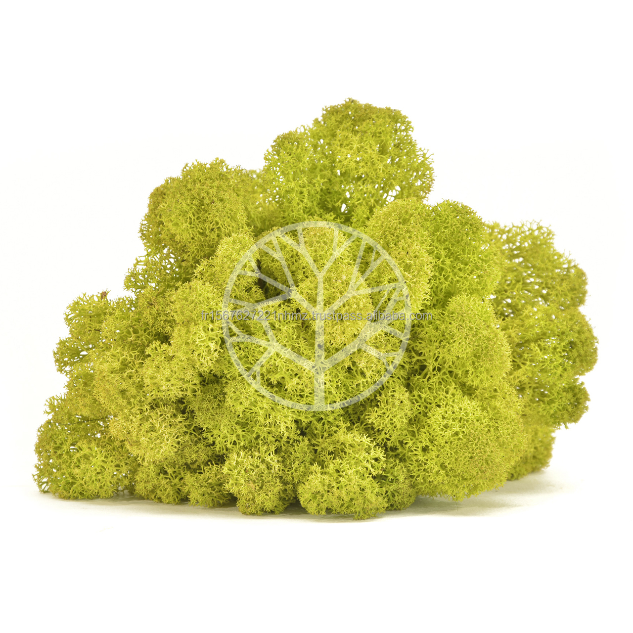 REINDEER MOSS PRESERVED - LIME GREEN - BULK BOX