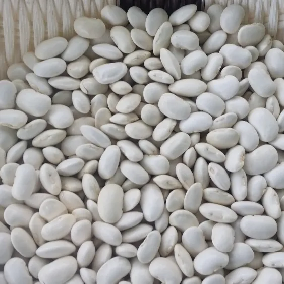 Wholesale Hot Selling Natural Large White Beans White Sugar Bean White Kidney Beans Export