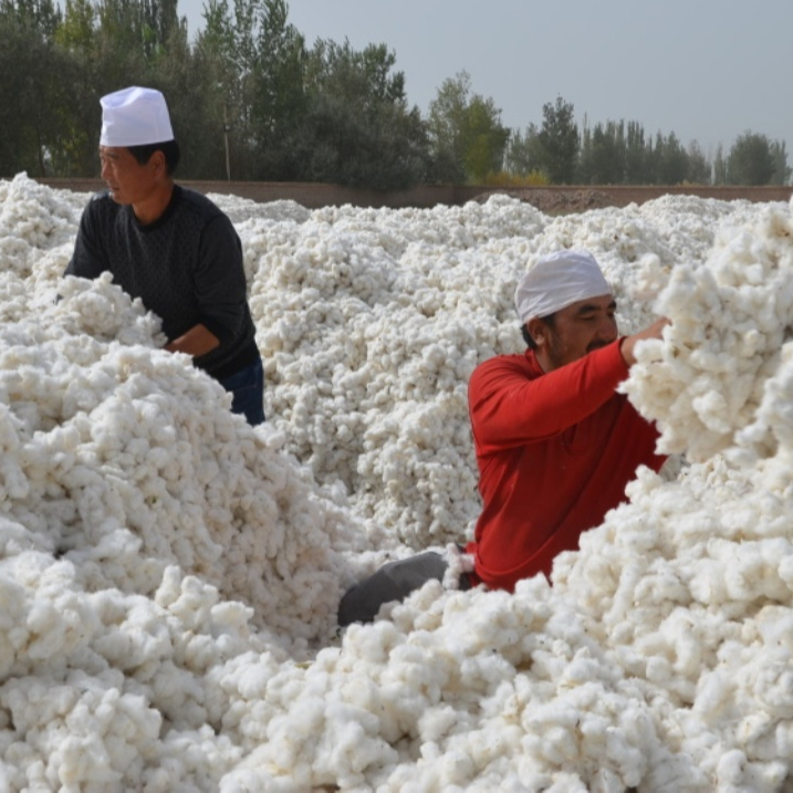 OEM Customized Raw Cotton Fiber Yarn 100% Organic Raw Cotton / Pillow Filling Cotton Available At Lowest Price