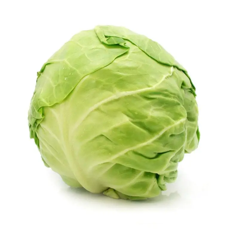 Fresh Cabbage