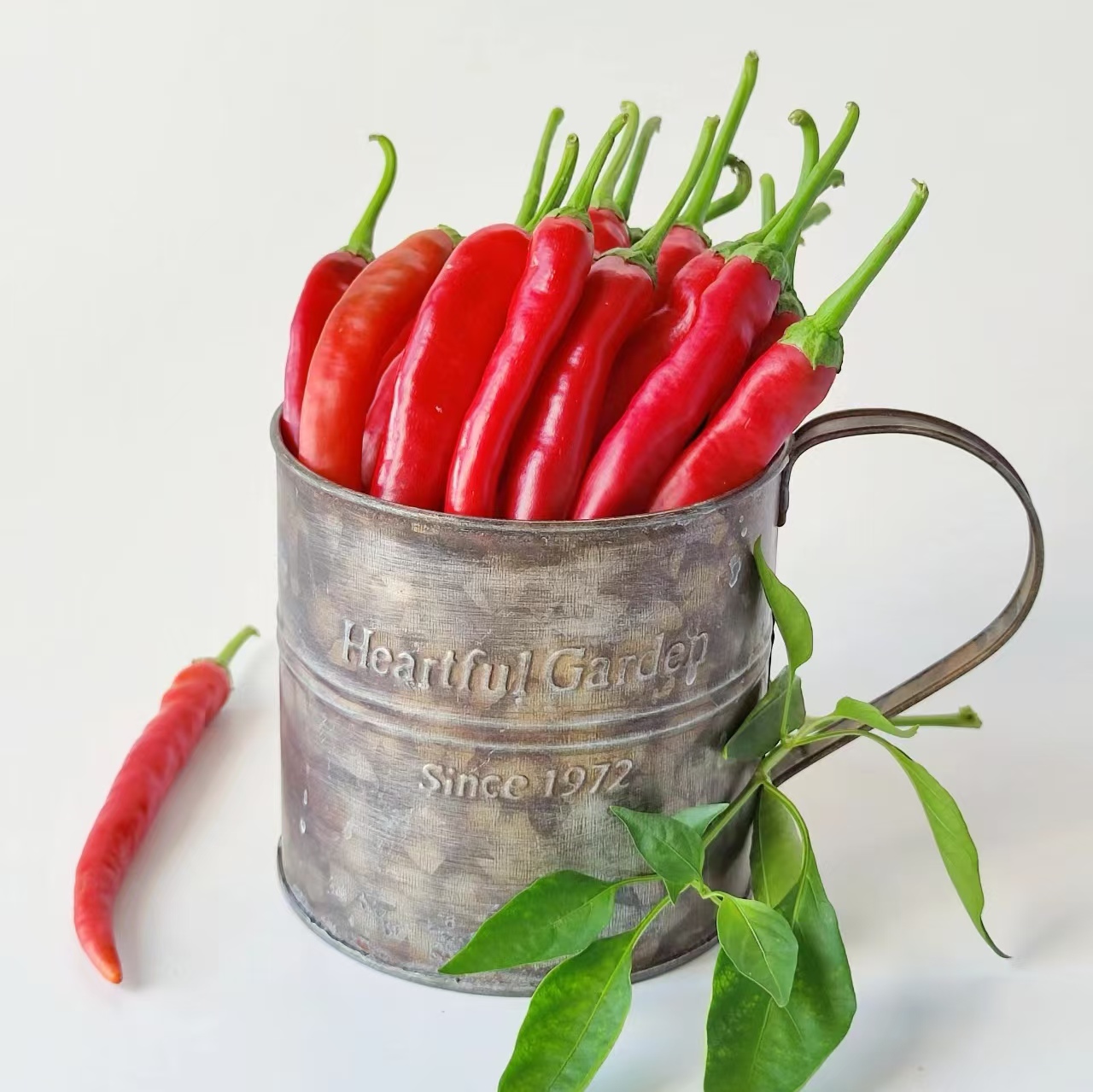 High quality wholesale Chili Birdseye Red orThai Chili