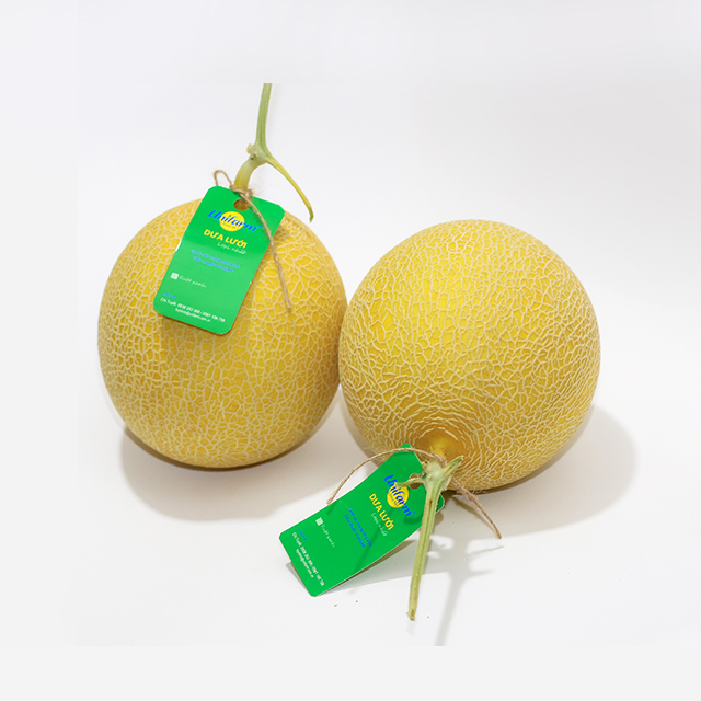 Хорошее качество, свежий сладкий мускусный дыню Cantaloup от производителя Unifarm Vietnam