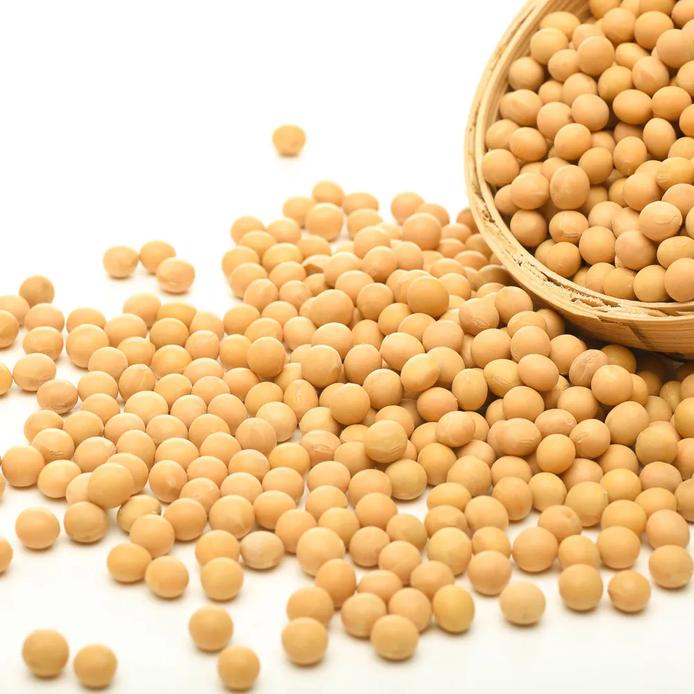 High Quality Premium Natural and Non- GMO Yellow Soybean Seeds