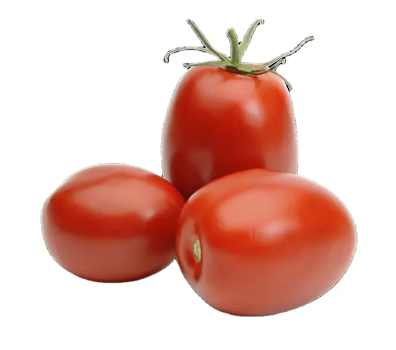 PREMIUM QUALITY FRESH TOMATOES GREEN CHERRY RED INDION BOX Fresh Tomatoes