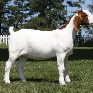 100% Full Blood Live Boer Goats / 100% Pure blood Mature Boar Goat