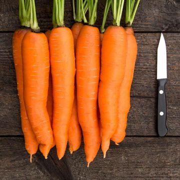 Bangor морковь для продажи