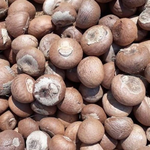 Сельскохозяйственная продукция из Вьетнама-производитель/экспортер сушеных орехов Betel цельных и разделенных орехов Areca