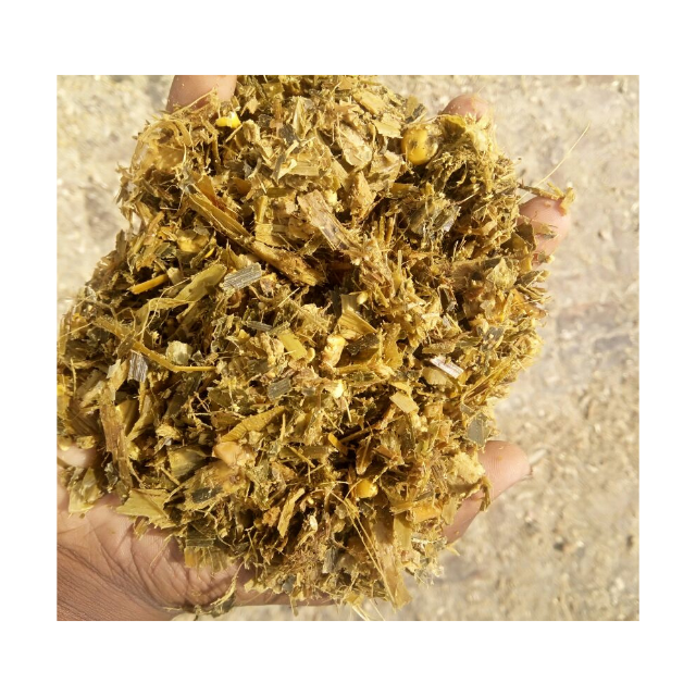 Organic Corn Silage Rich in Fiber and Energy