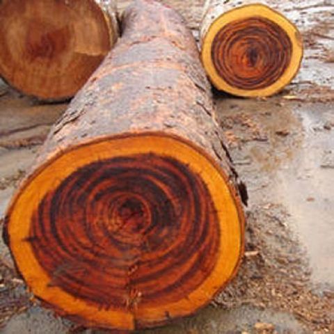 Западная Африка, деревянные бревна, Круглые, tali kosso, деревянные бревна для продажи