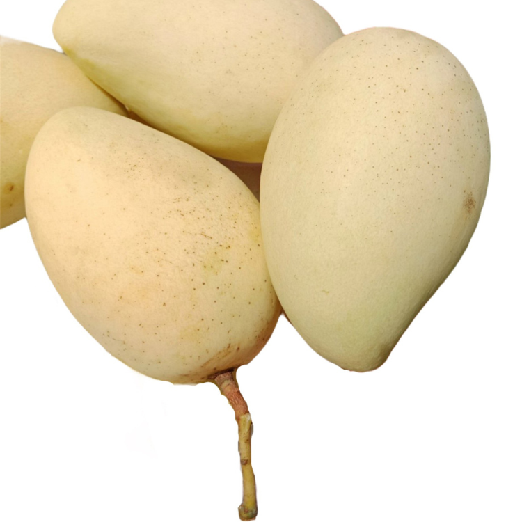 Vietnamese Cat Chu Mango Good For Healthy Export Purchase Organic Farm Carton Packaging Vietnam Trading Fresh mangos