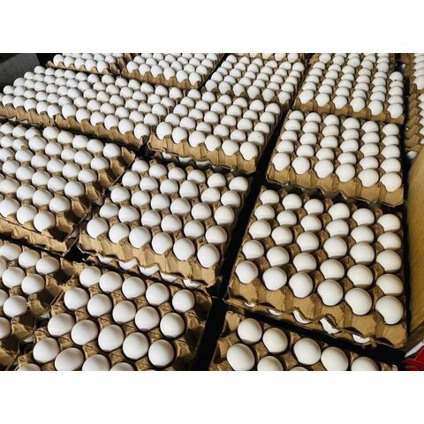 Fertile Hatching Chicken Egg/Fresh Chicken Table Eggs/Quail Eggs