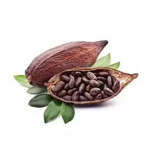 High Quality Cocoa Beans - Chocolate Beans  At Wholesale Price In Belgium  Wholesale Fruit Dry Raw Pure Cocoa Beans For Sale