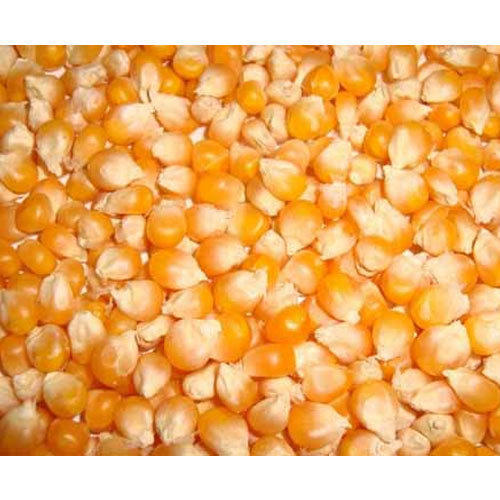 Продажа оптом, сушеная Желтая Кукуруза для продажи, желтая кукуруза, оптовый поставщик