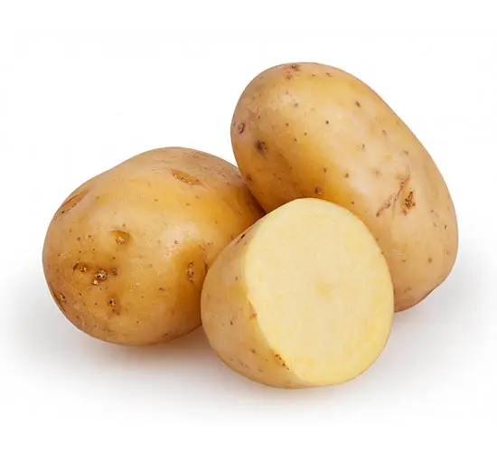 Export Holland Fresh Potato   For Wholesale at Low Prices 150g-250g Elongated 7 Cm