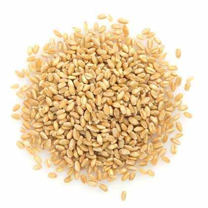 Bulk Wheat Seed for Sale