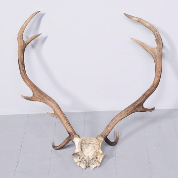 Natural Red Deer Antlers