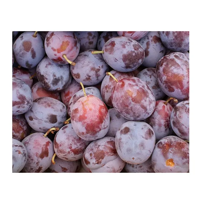 Plum Sweet Fresh with Reasonable From Best Africa Fresh Fruits Wholesale Natural Flavor
