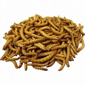 Dried & Frozen Silkworm for Hamster, Squirrel, Hedgehog, Bird, Fish,... High Quality Product