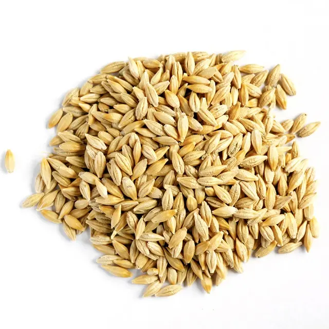 Barley grain for animal feed