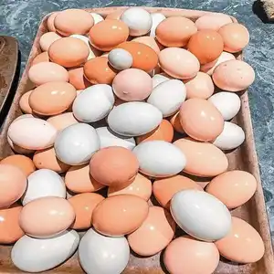 Farm Fresh Chicken Table Eggs Brown and White Fresh Brown White Table Eggs / Fresh Chicken Eggs