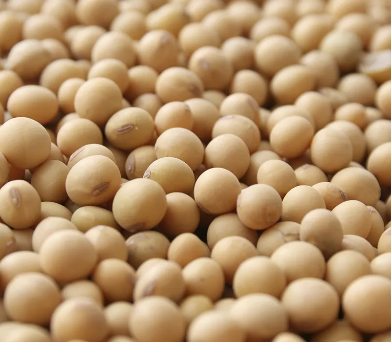 Сухие желтые соевые семена без ГМО для пищевых продуктов