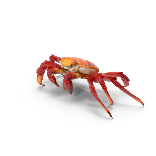Wholesale Red King Crab, Red King Crab Price