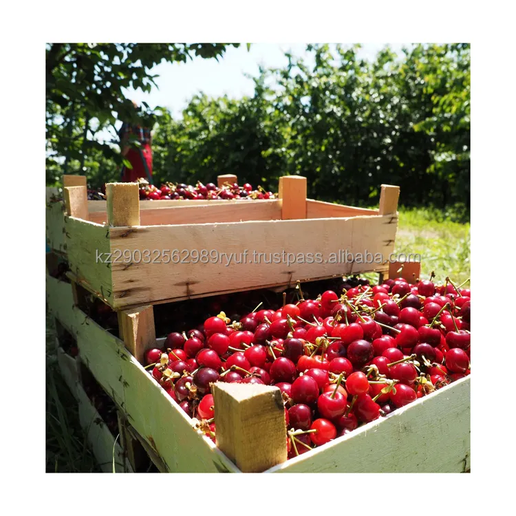 Organic pure cherries healthy and tasty berry excellent taste qualities for fresh use and for compotes jams