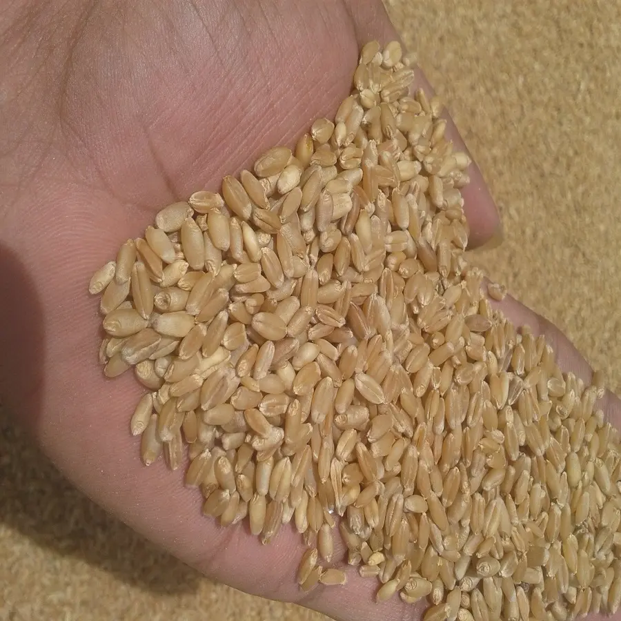 Wheat Grain,Soft ,Milling Wheat, Durum Wheat