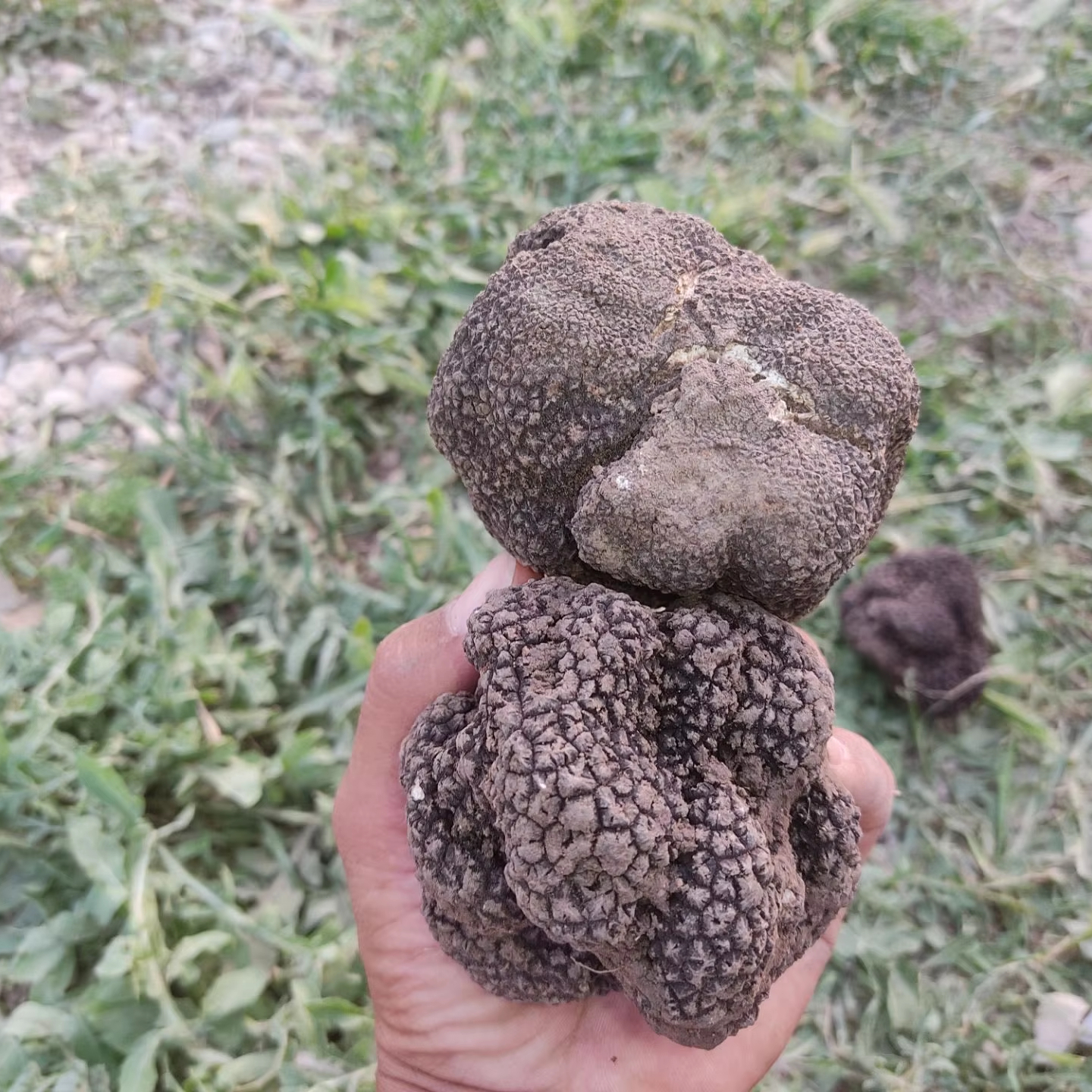 Wild Fresh Whole Part Black Truffle Mushrooms Ultimate Luxury Gourmet Product