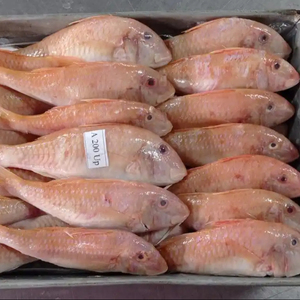 Red Mullet Frozen Wholeround Best Quality Frozen Seafood