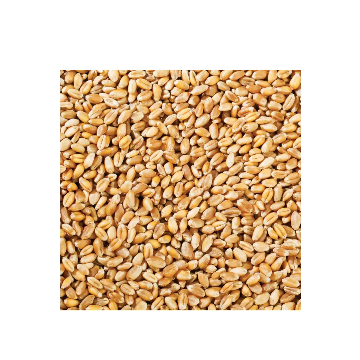 Wholesale Supplier Organic Whole Wheat Grain For Sale In Cheap Price