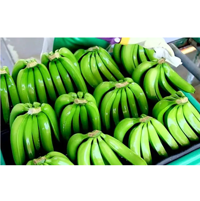 Оптовая продажа, хорошее качество, конкурентоспособная цена, вкусный вкус, Свежий Кавендиш банан из Вьетнама