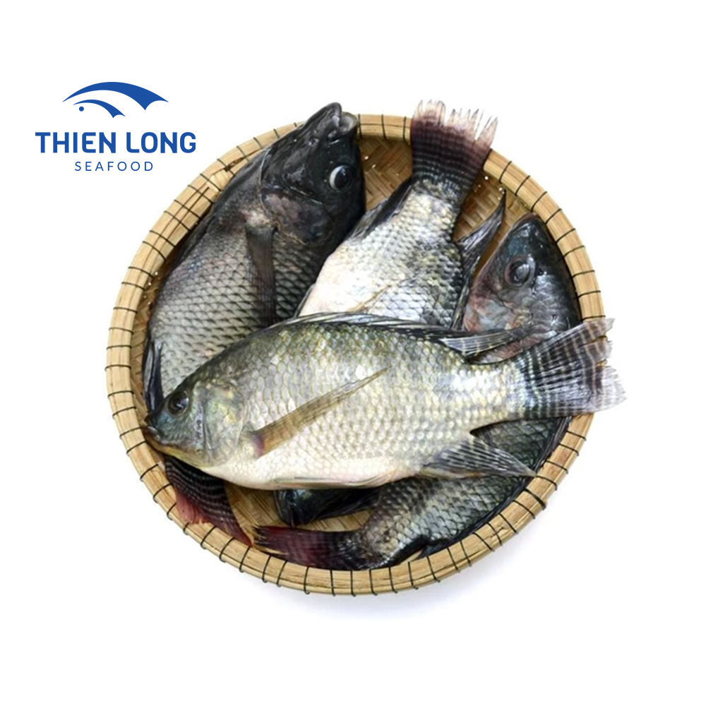 Black Tilapia Producers Frozen Feed Fish Tilapia IQF Tilapia 200 - 300g For Export In Bulk