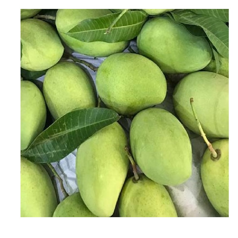 Fresh Fruit Exporters Rich in Flavor Premium Quality Packaging Manufacture Competitive Pricing Mango Vietnam
