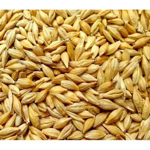 Best quality animal feed barley for sale