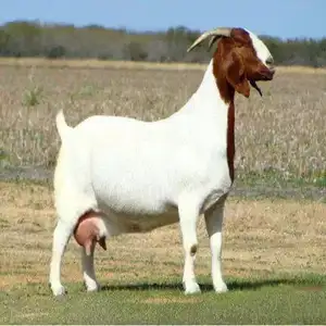 Wholesale Boer Goats For Sale, Cheap Best Grade Boer Goats, Milk Producing Goats Available