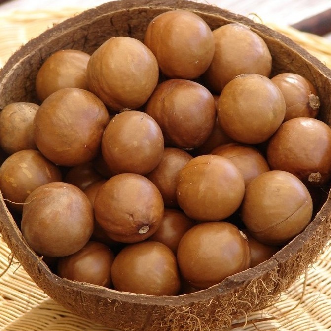 Wholesale Raw Macadamia Nut Dried Style for Snacks