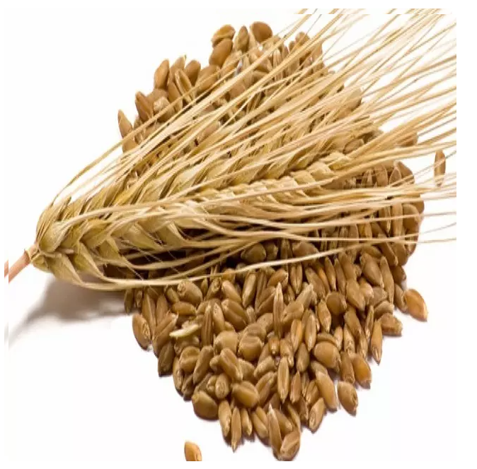 ORGANIC OAT, BARLEY, RYE, WHEAT GRASS GRAIN SEEDS -JUICING SPROUTING CAT GRASS