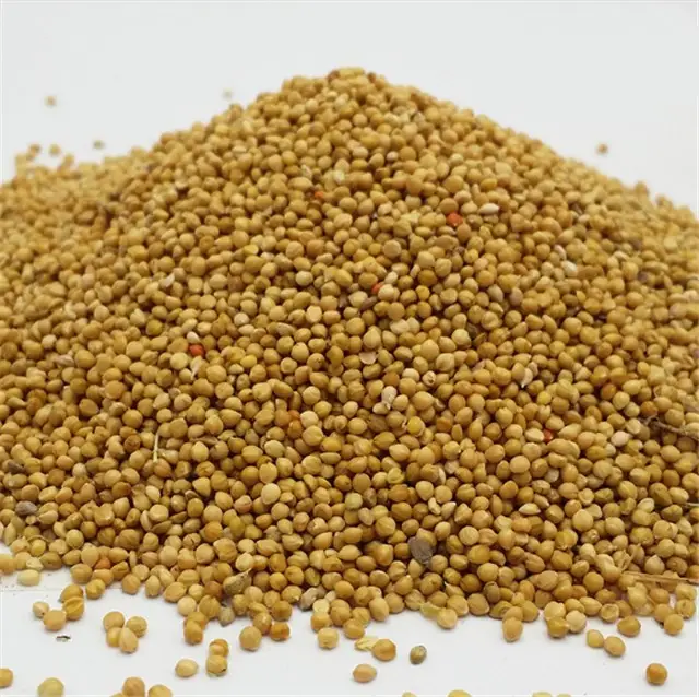 High Quality Yellow Millet Millet with Shell Big Yellow Rice