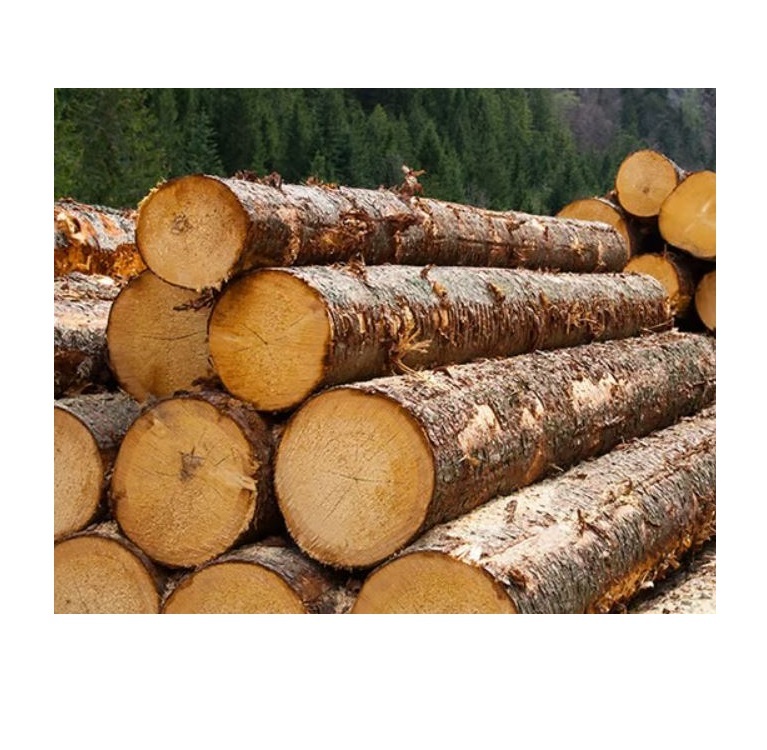 Purchase Timber Wood in Bulk High Grade and Durable Perfect for Building and Furniture Projects Large Stock Available