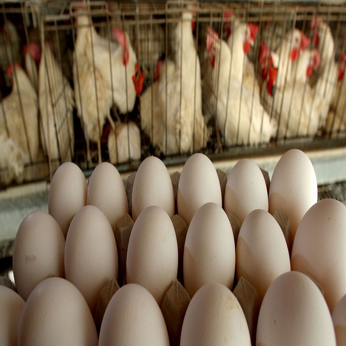 Производитель пищевых продуктов, оптовая продажа, высококачественные белые и коричневые яйца/куриные яйца