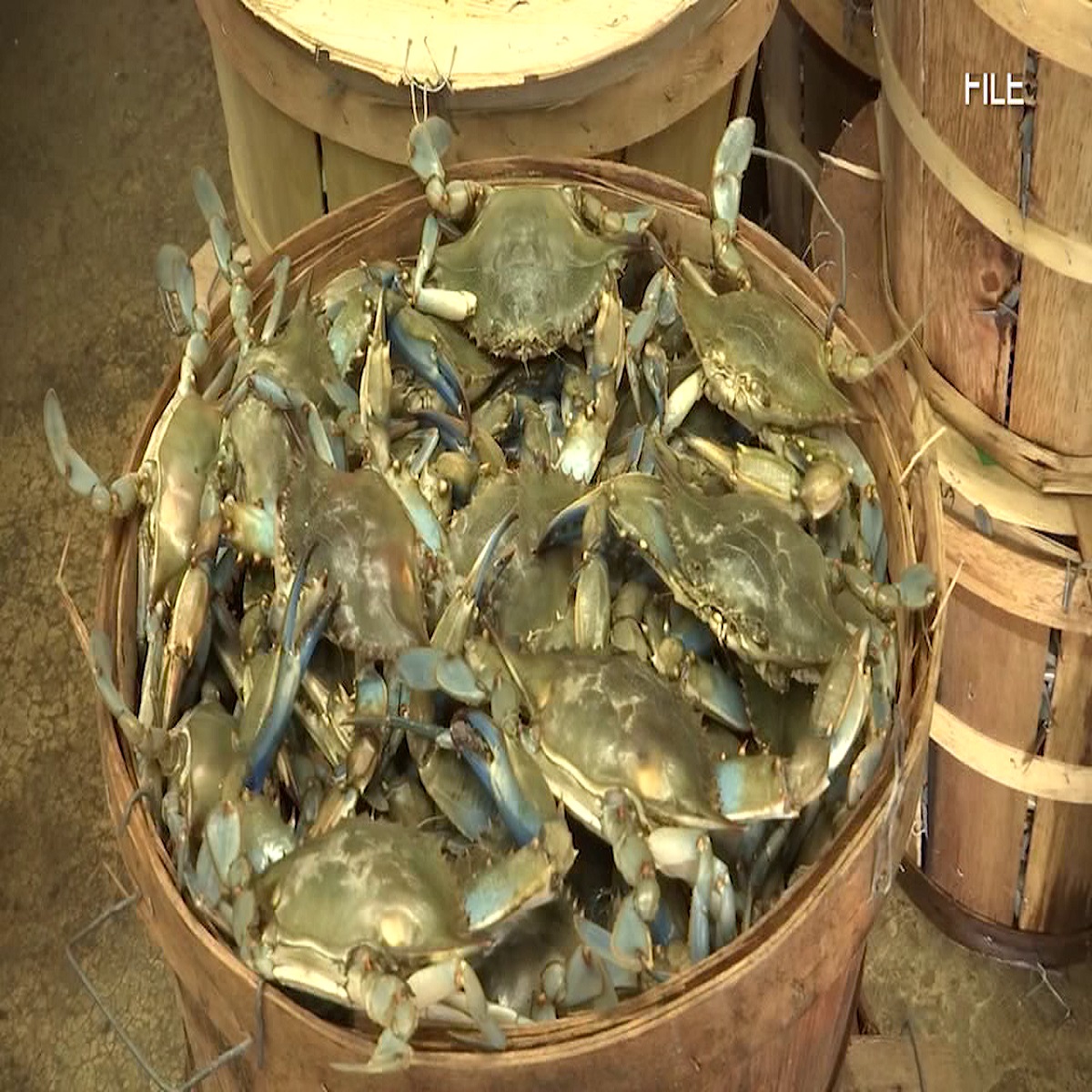 Горячая Распродажа, 22 оптовые продажи, высокое качество, низкие цены, морепродукты замороженного класса А для оптовой продажи, свежий живой краб, живой краб, Живые морепродукты