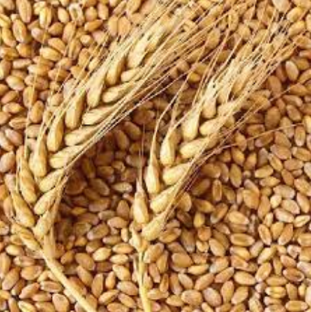 Продажа семян ячменя премиум класса