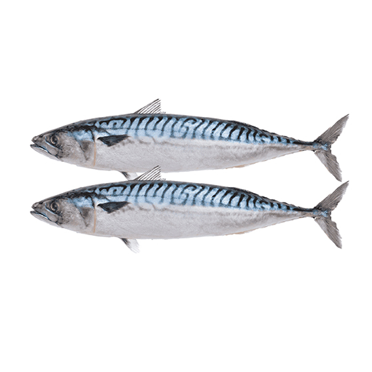 Оптовая продажа здоровых морепродуктов с высоким содержанием белка хорошего качества, цельная замороженная рыба скумбрия из Таиланда