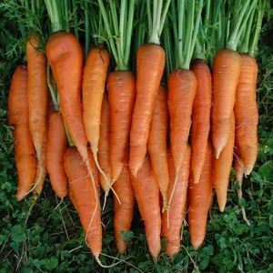 Vegetable Organic Fresh Carrot - Vegetable Viet Nam With International Standards - VI HUYNH +84 911 695 402