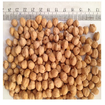 Kabuli and Desi нут 8 - 10 мм для продажи/низкая цена на нут/бобы Garbanzo для продажи
