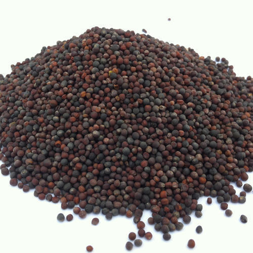 Семена канолы и масло канолы для продажи