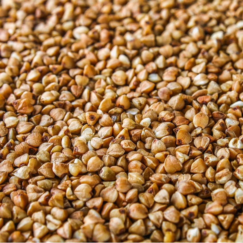 100% Natural buckwheat Grains good price Buckwheat for sale