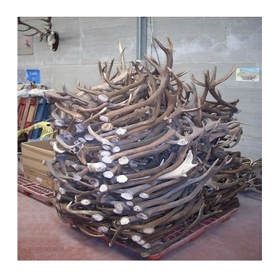 Deer Antler for sell, Elk Antlers for sale